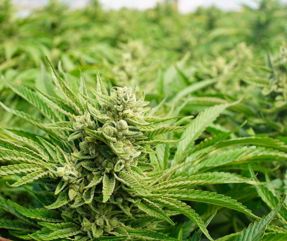 Read more about the article The Green Highway: Helping the Government Trace a Checkered Past